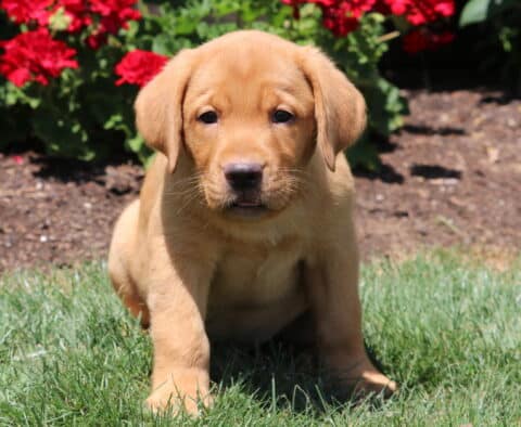 Fox Red Labrador Retriever puppy sitting on green grass with a calm expression, bright red flowers in full bloom behind it.