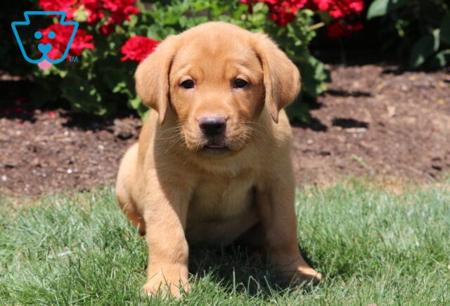 Fox Red Labrador Retriever puppy sitting on green grass with a calm expression, bright red flowers in full bloom behind it. image