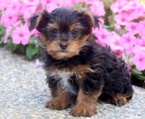 Jayla Yorkie