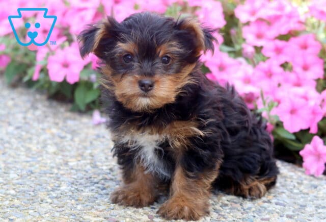 Jayla Yorkie image