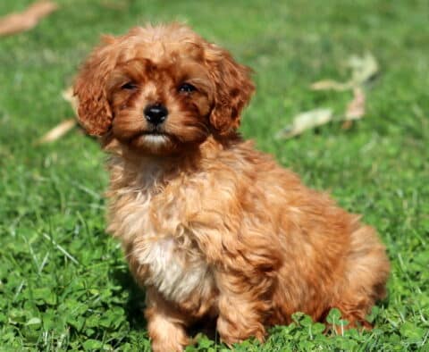 Jazzy Cavapoo
