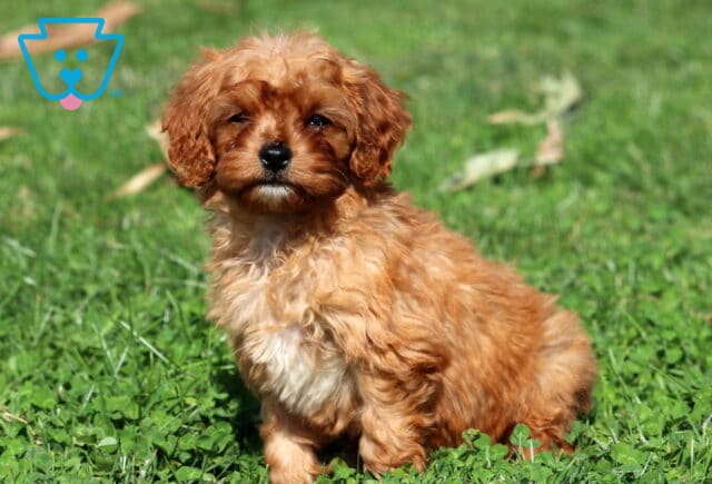 Jazzy Cavapoo image