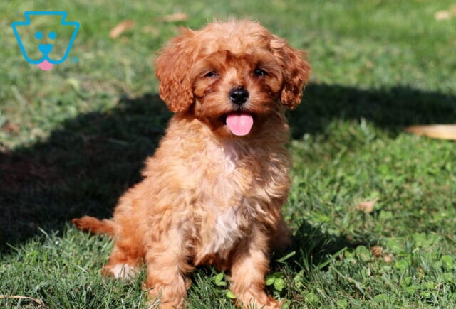 Jazzy Cavapoo2 image