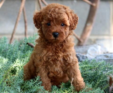 Jazzy Mini Poodle