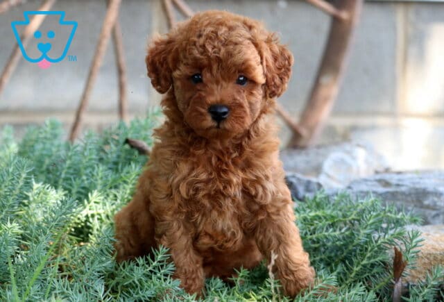 Jazzy Mini Poodle image