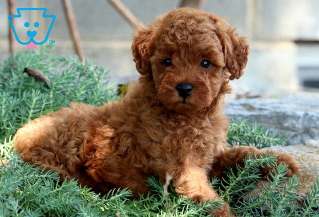 Jazzy Mini Poodle2 image