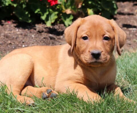 Fox Red Labrador Retriever puppy lying in green grass with a relaxed expression, red flowers and garden soil in the background.