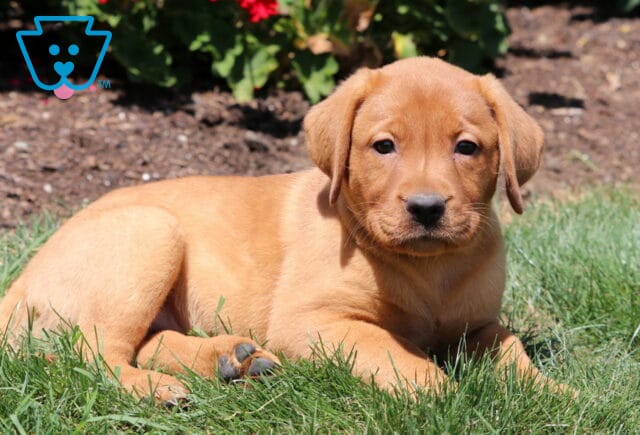 Fox Red Labrador Retriever puppy lying in green grass with a relaxed expression, red flowers and garden soil in the background. image
