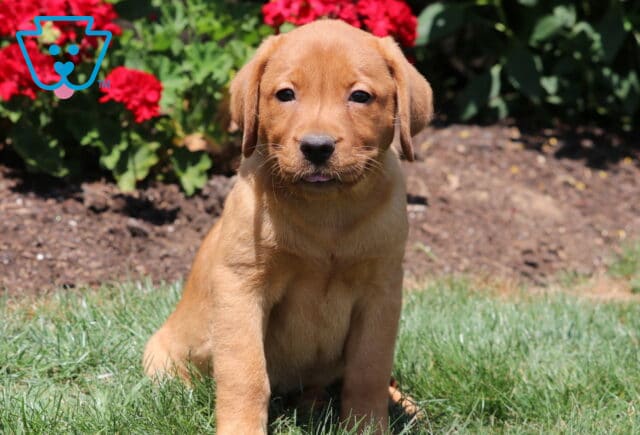 Fox Red Labrador Retriever puppy sitting on grass with bright red flowers in the background, looking directly at the camera with a sweet expression. image