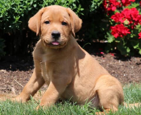 Adorable Fox Red Labrador Retriever puppy sitting in the grass with its tongue slightly out, red flowers blooming in the background.