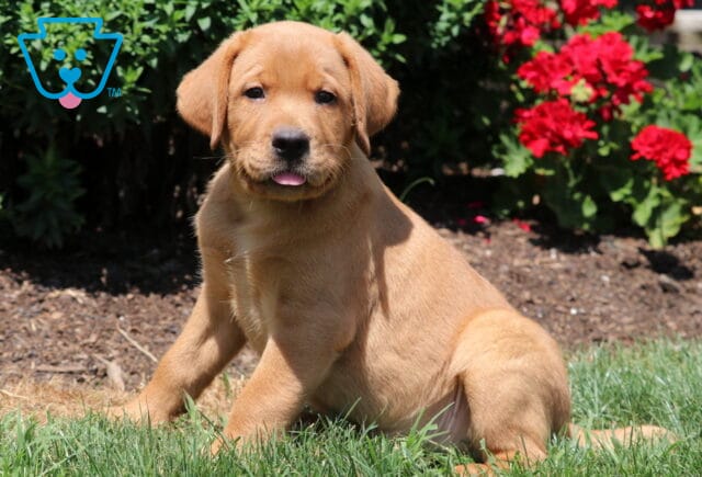Adorable Fox Red Labrador Retriever puppy sitting in the grass with its tongue slightly out, red flowers blooming in the background. image