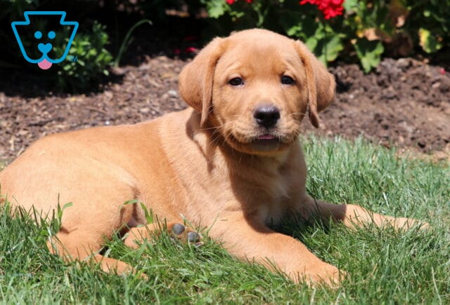 Fox Red Labrador Retriever puppy lying in the grass on a sunny day, with red flowers and garden soil in the background. image