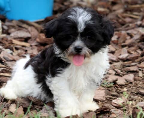 Adorable black and white Bichpoo puppy sitting on wood chips with its tongue out, looking playful and happy.