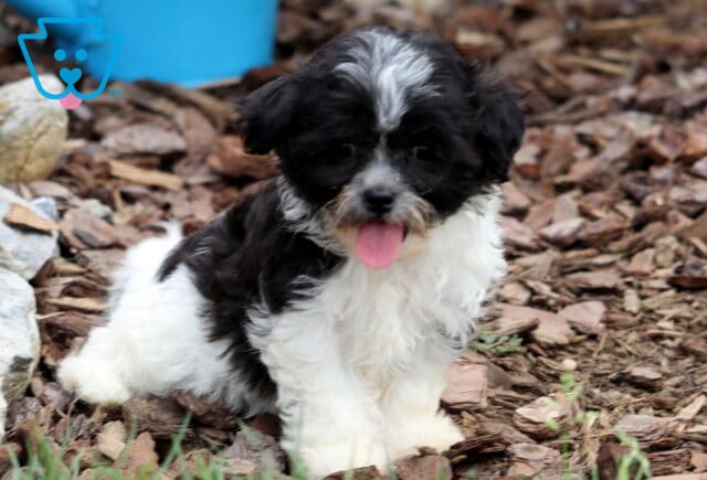 Adorable black and white Bichpoo puppy sitting on wood chips with its tongue out, looking playful and happy. image