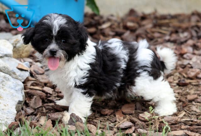 Curly-coated black and white Bichpoo puppy standing on mulch with its tongue out, looking playful and alert near some rocks image