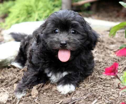 Fluffy black Bichpoo puppy with a white chest and paws lying on mulch, sticking its tongue out beside red flowers and greenery.