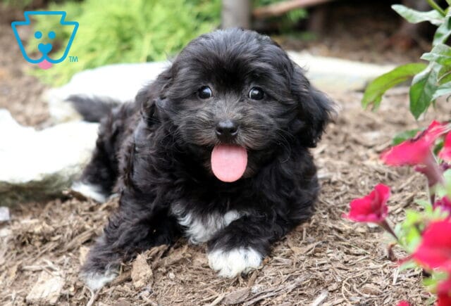 Fluffy black Bichpoo puppy with a white chest and paws lying on mulch, sticking its tongue out beside red flowers and greenery. image