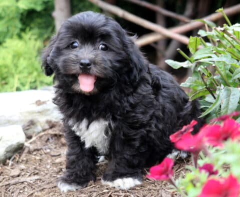 Black Bichpoo puppy with a white chest and paws sitting on mulch beside bright red flowers, looking happy with its tongue out and fluffy fur.