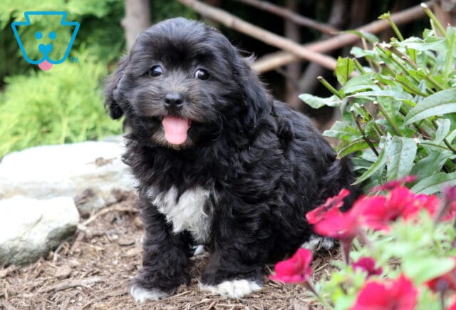 Black Bichpoo puppy with a white chest and paws sitting on mulch beside bright red flowers, looking happy with its tongue out and fluffy fur. image