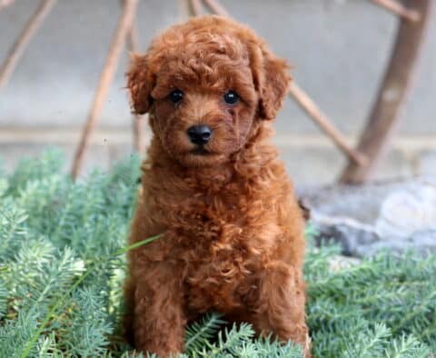 Jiggy Mini Poodle