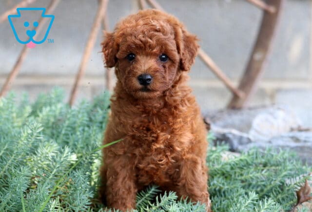 Jiggy Mini Poodle image