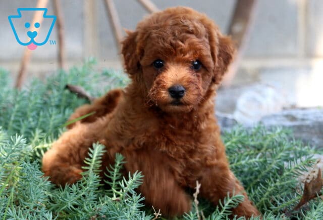 Jiggy Mini Poodle2 image