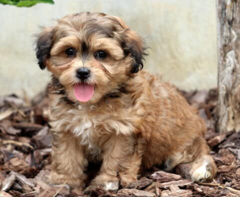 Sweet tan and black Bichpoo puppy sitting on mulch beside a tree stump, looking at the camera with its tongue out and fluffy fur.