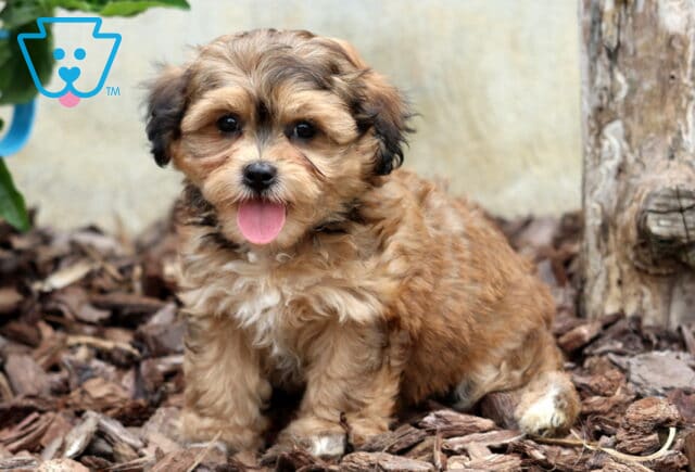 Sweet tan and black Bichpoo puppy sitting on mulch beside a tree stump, looking at the camera with its tongue out and fluffy fur. image