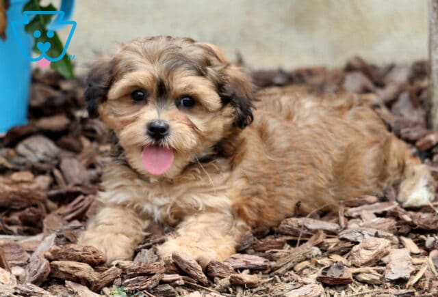 Tan and black Bichpoo puppy lying down on mulch with its tongue out, giving a playful and relaxed expression. image