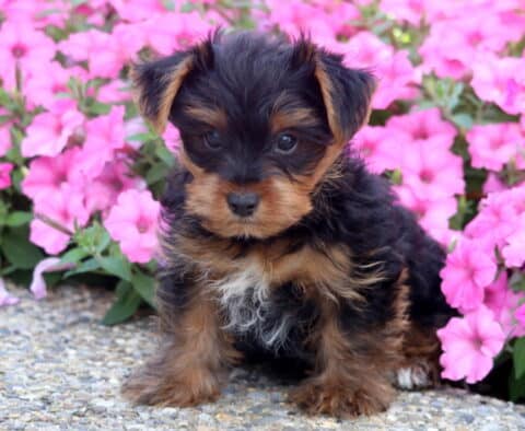 Jojo Yorkie
