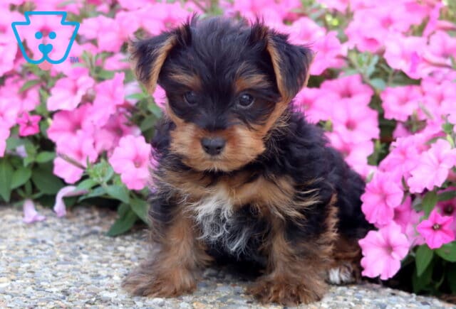 Jojo Yorkie image