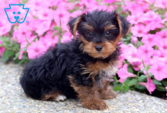 Jojo Yorkie2 image