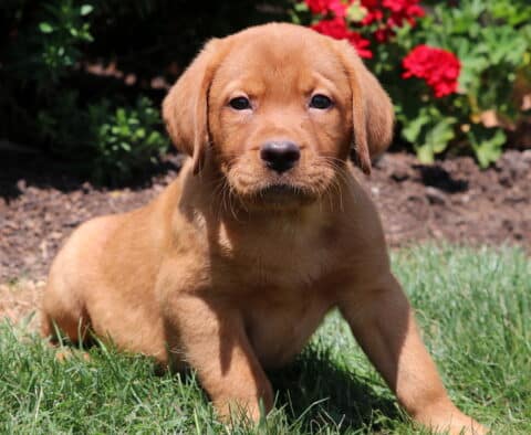 Fox Red Labrador Retriever puppy standing in green grass, looking directly at the camera with bright red flowers in the background.
