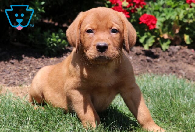 Fox Red Labrador Retriever puppy standing in green grass, looking directly at the camera with bright red flowers in the background. image