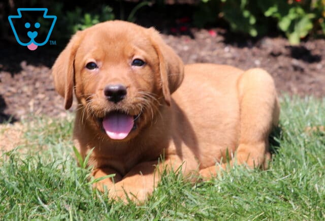 Happy Fox Red Labrador Retriever puppy lying in the grass with mouth open and tongue out, enjoying a sunny day with red flowers in the background. image