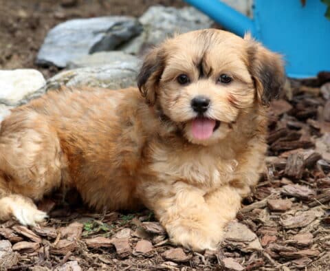Joy Bichpoo2