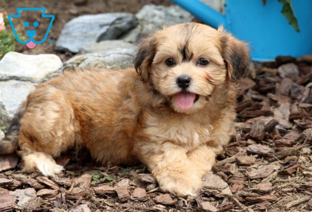 Joy Bichpoo2 image