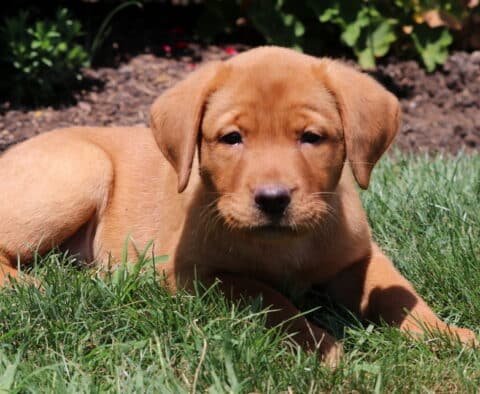 Fox Red Labrador Retriever puppy resting in the grass on a sunny day, looking forward with a relaxed expression.