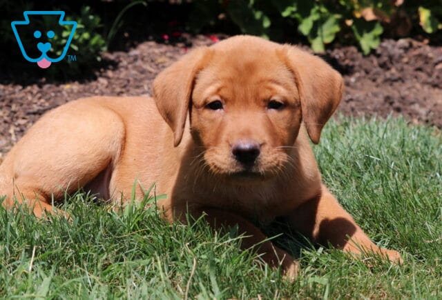 Fox Red Labrador Retriever puppy resting in the grass on a sunny day, looking forward with a relaxed expression. image