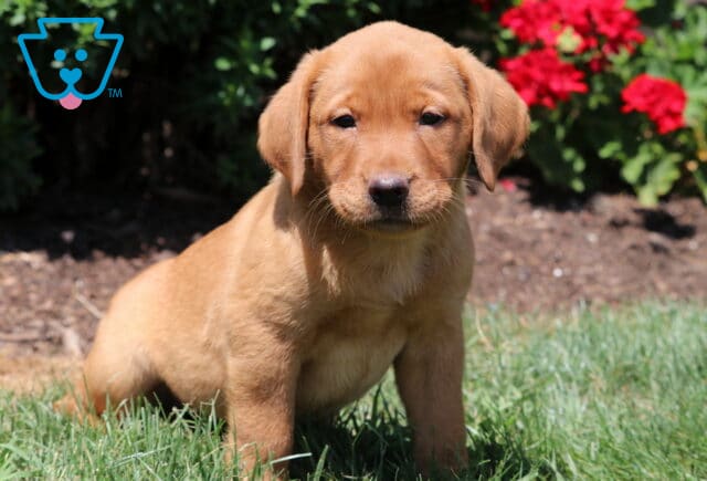 Fox Red Labrador Retriever puppy sitting in the grass with a calm, attentive expression, bright red flowers blooming in the background. image