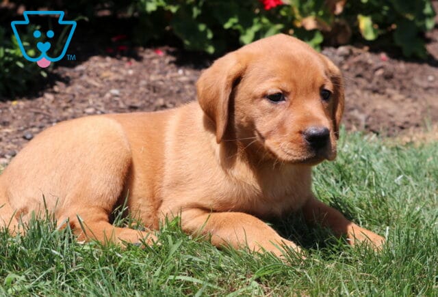 Fox Red Labrador Retriever puppy lying in green grass, gazing off to the side with red flowers and garden soil in the background. image
