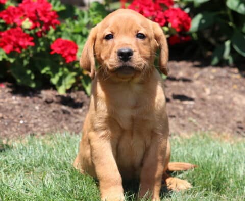 Fox Red Labrador Retriever puppy sitting on green grass with bright red flowers in the background, looking directly at the camera.