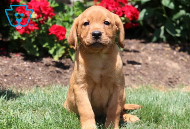Fox Red Labrador Retriever puppy sitting on green grass with bright red flowers in the background, looking directly at the camera. image