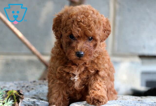Jumper Mini Poodle image
