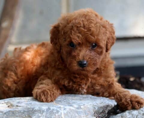 Jumper Mini Poodle2