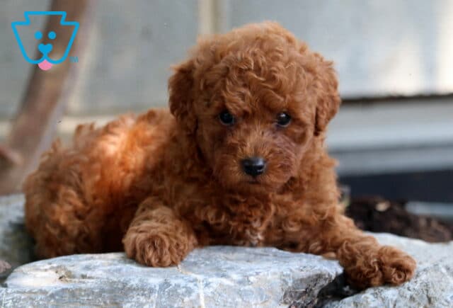 Jumper Mini Poodle2 image