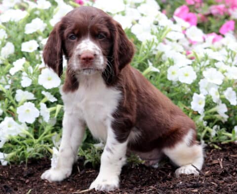 Jupiter English Spaniel
