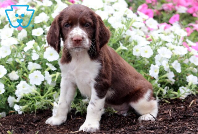 Jupiter English Spaniel image