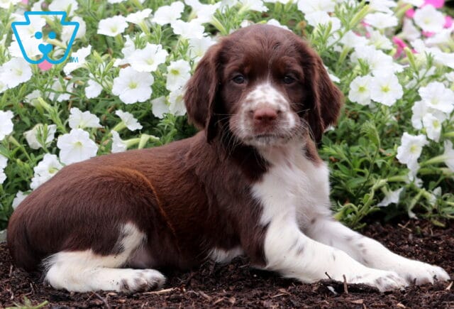 Jupiter English Spaniel2 image