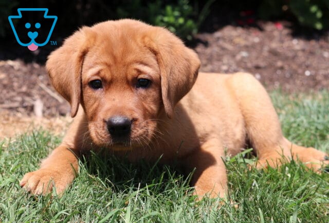 Fox Red Labrador Retriever puppy lying low in the grass, gazing forward with a curious and gentle expression on a sunny day. image